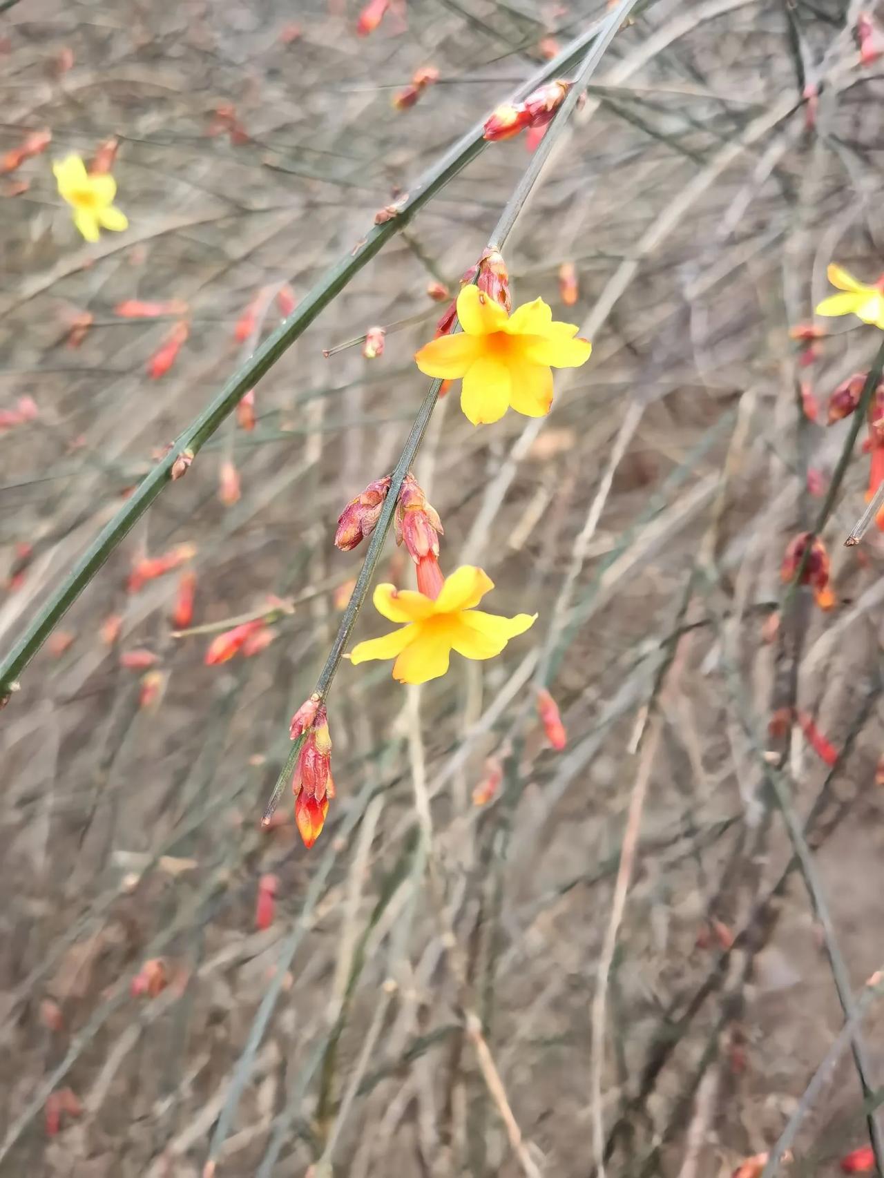 迎春花虽然其貌不扬，但是却得到广泛赞誉，因为它是春天第一波花儿，它热情的迎接春天