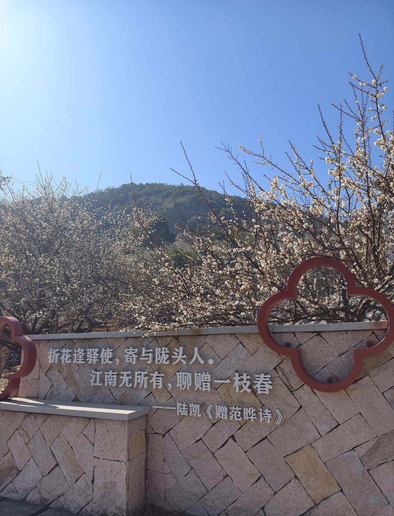 福州1h直达！文埕湾的梅花海已“下雪”
📍福州 文埕湾
不必远行，距离福州仅1