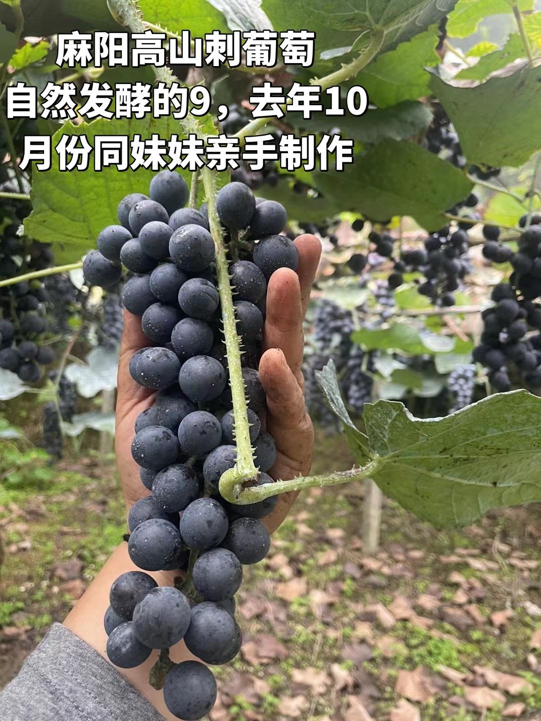 葡萄酒 高山刺葡萄酒