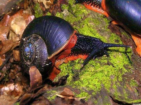 神奇动物[超话] 火山蜗牛（Chrysomallon squamiferum），