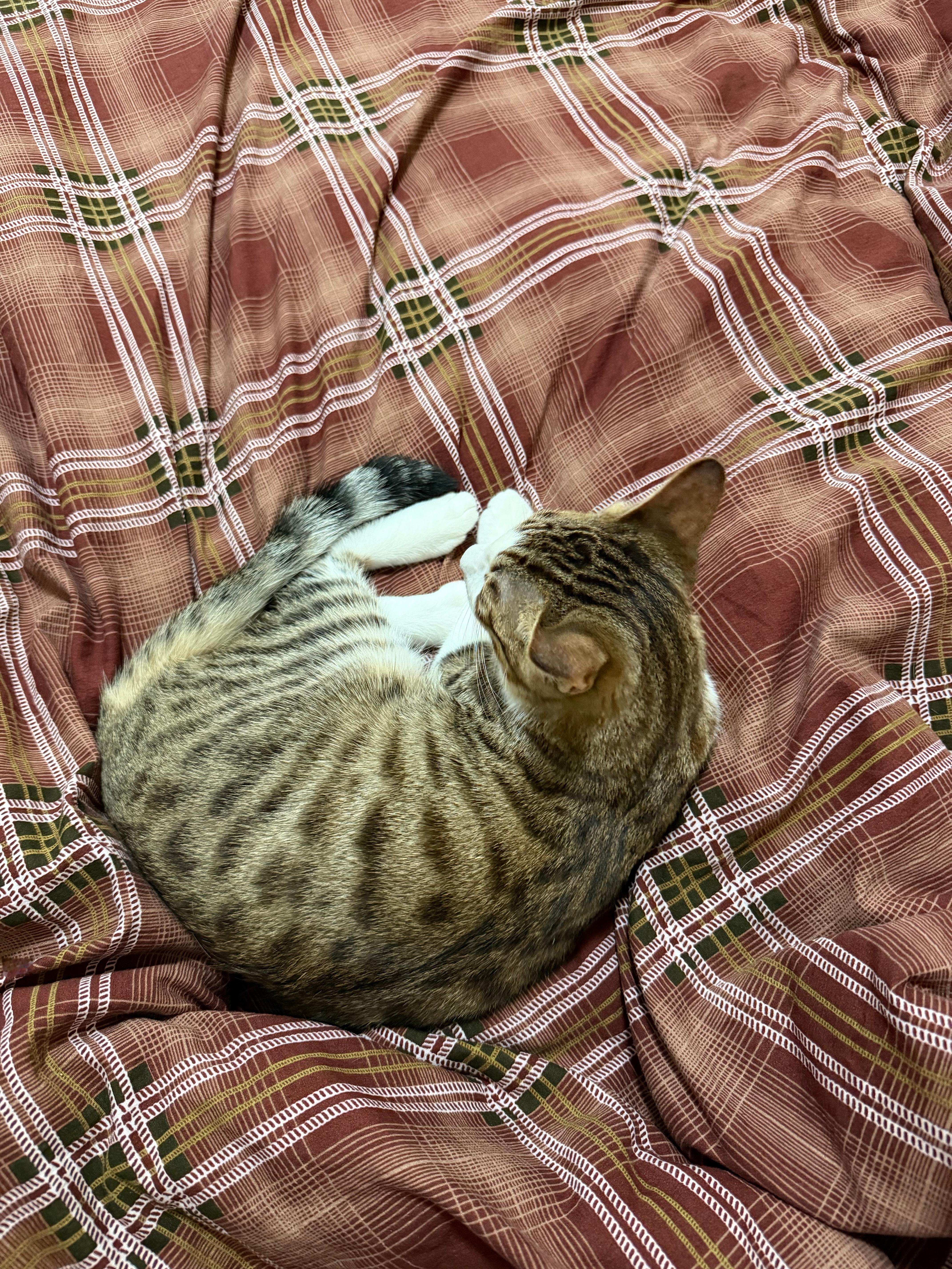 我们叫叫也是住进新家了