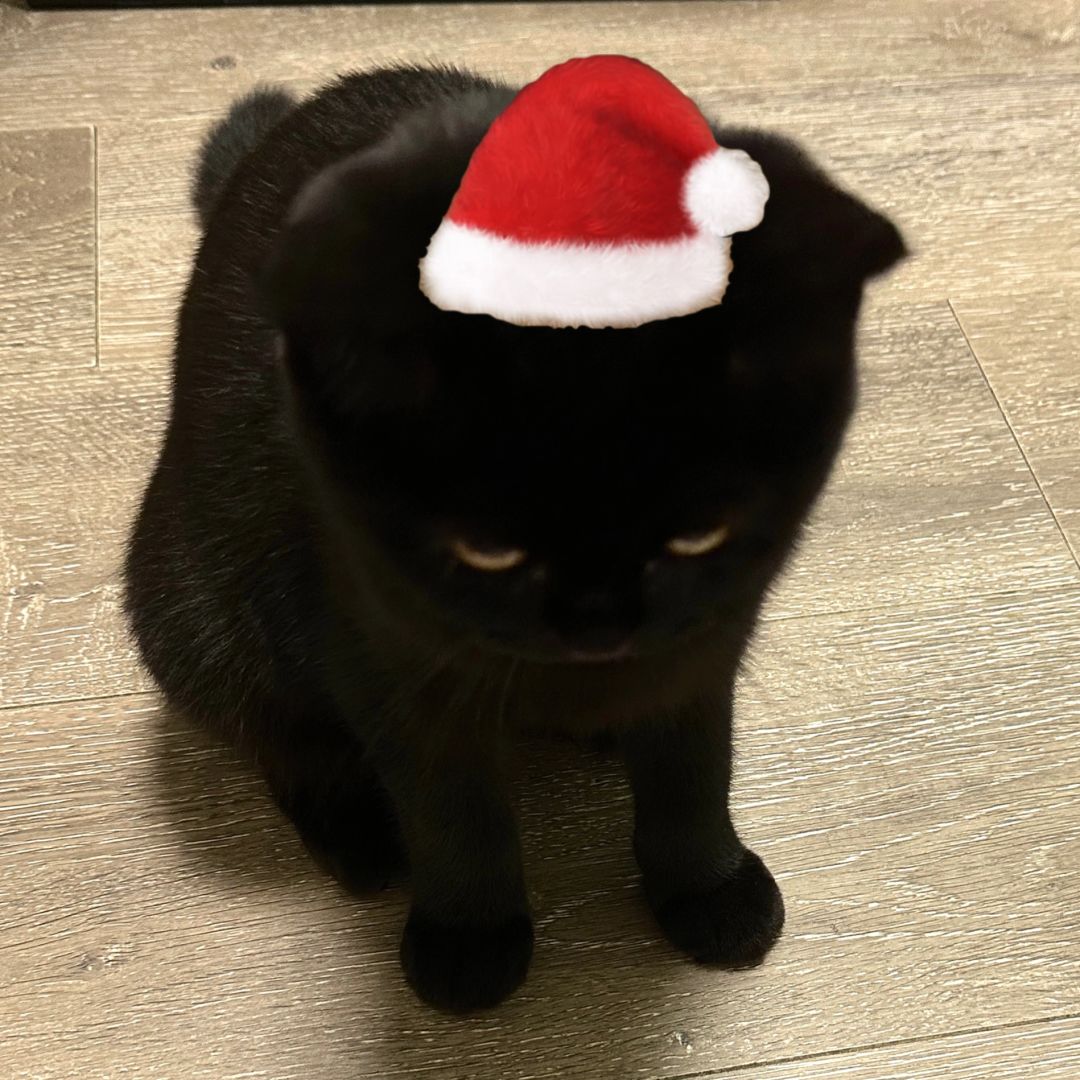 为您献上最新的圣诞小猫头像☆·✭