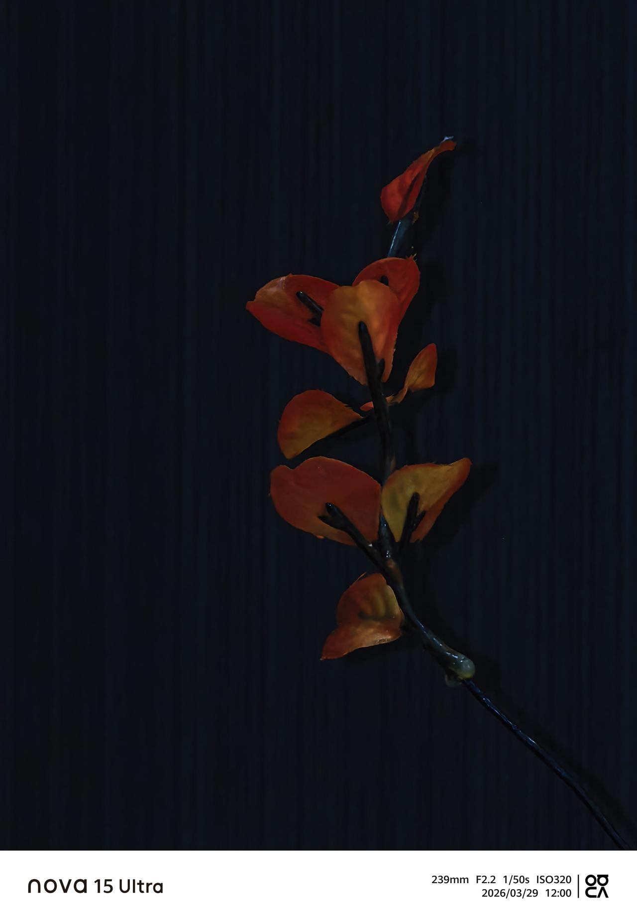 《父亲周年祭：一束光，一年念，一生暖》

29日，是父亲的周年祭日。
清晨，我们