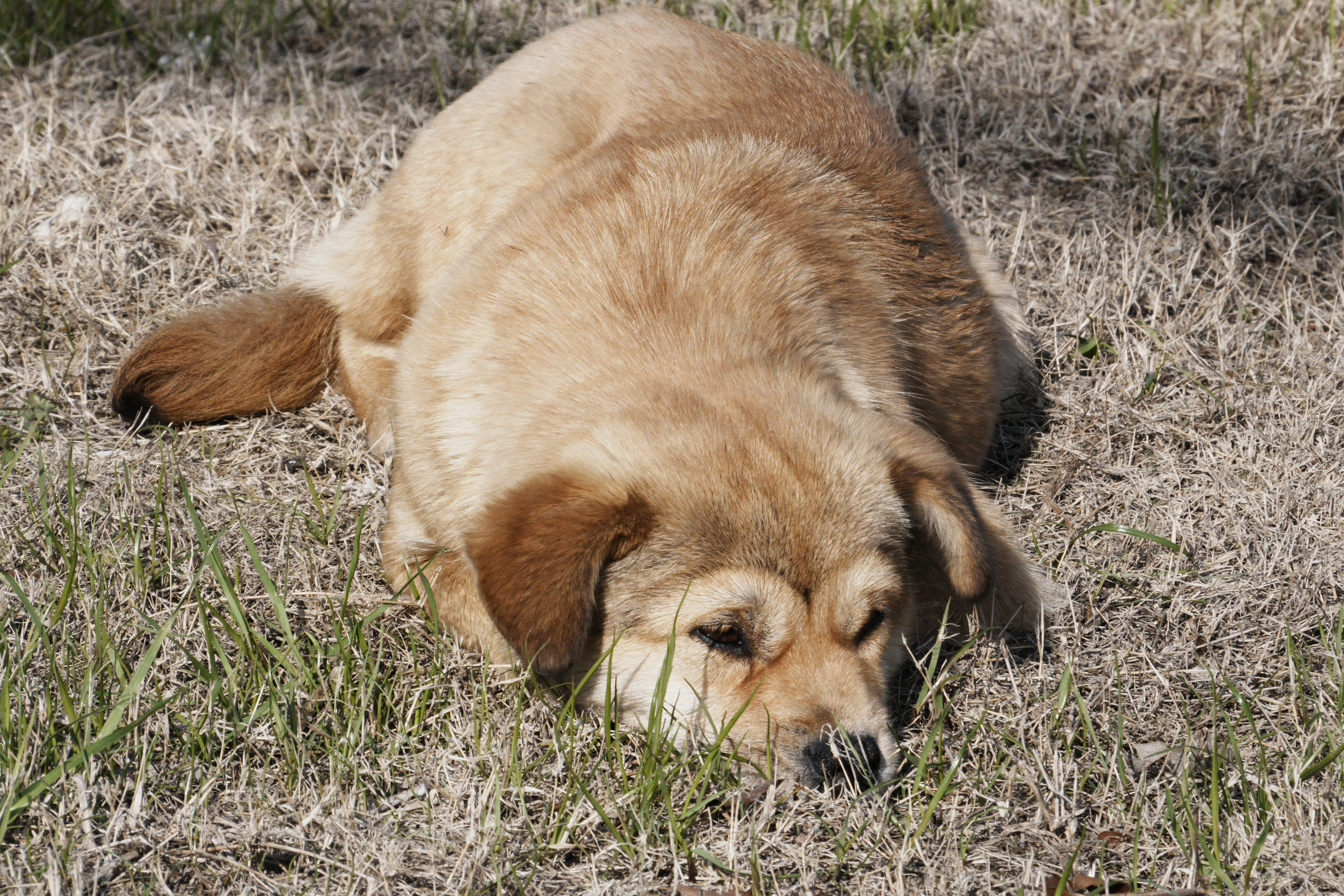 *在路上*出游第三天，600公里...好消息～不发烧了。正确的方向比努力重要。必