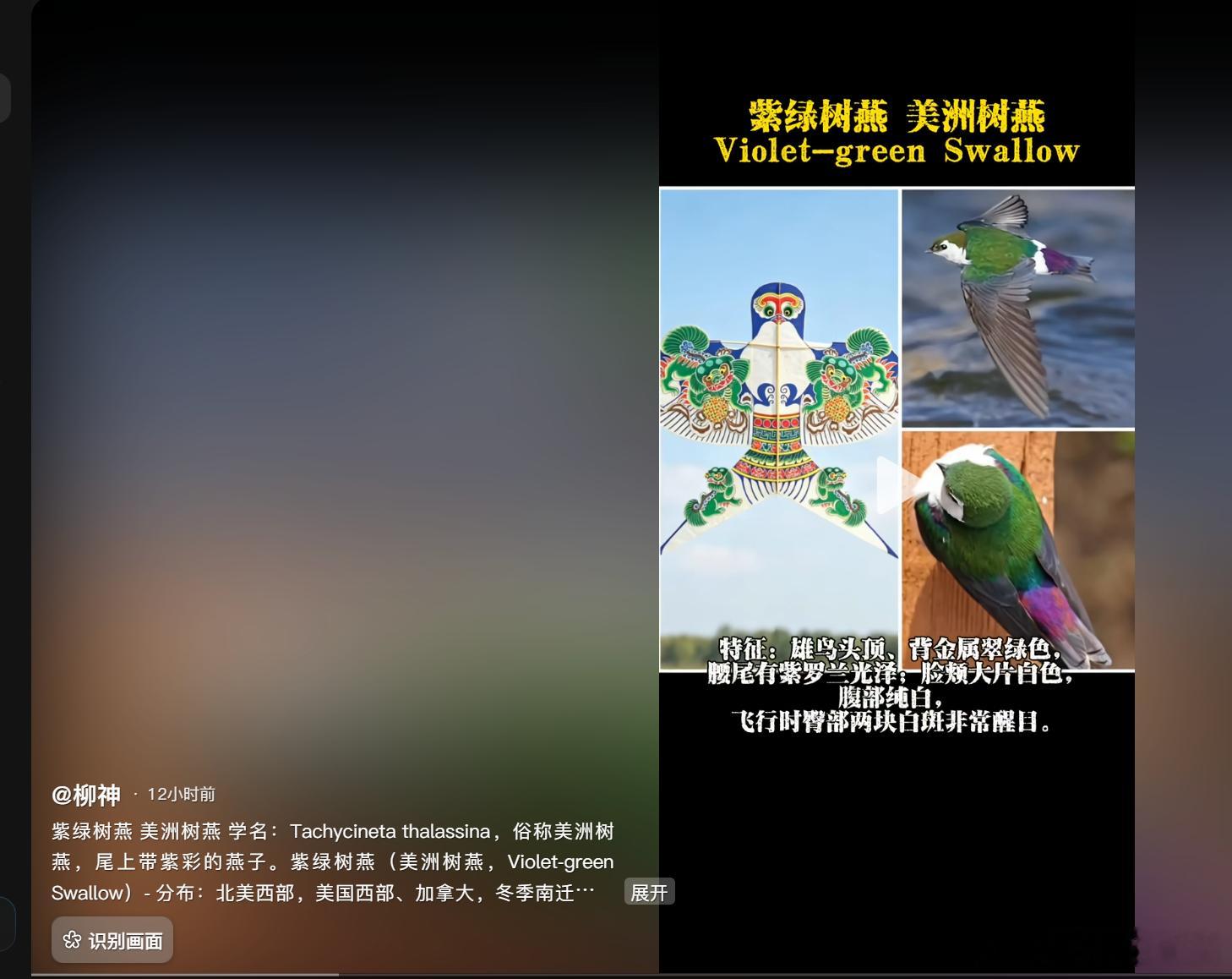 中国的燕子都是黑色的，为啥中国儿歌中的小燕子穿花衣？原来说的是美洲的燕子。为啥呢