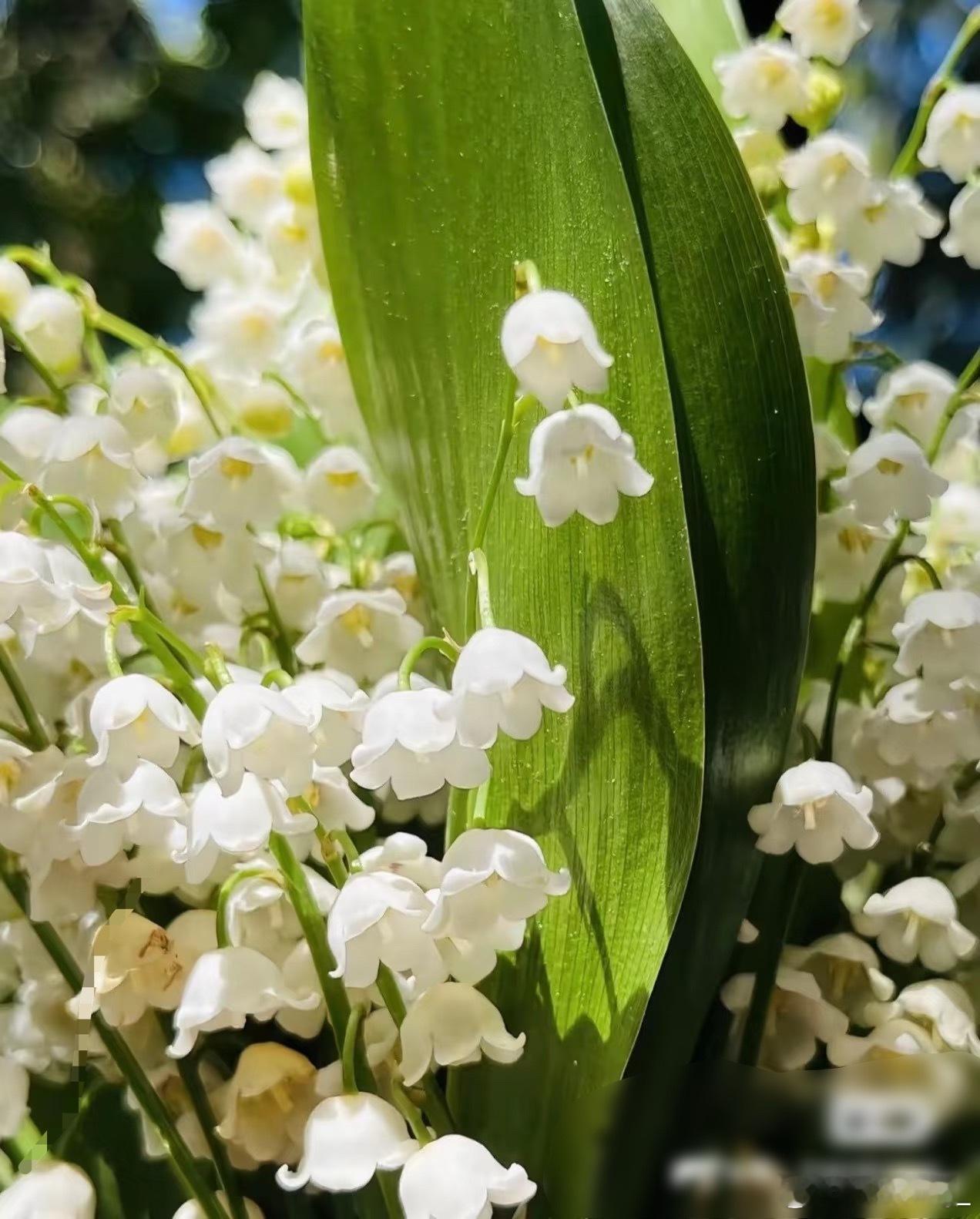 铃兰花的种植方法：1. 择地定植，喜阴耐寒选择半阴或全阴的环境（如大树下、房屋北