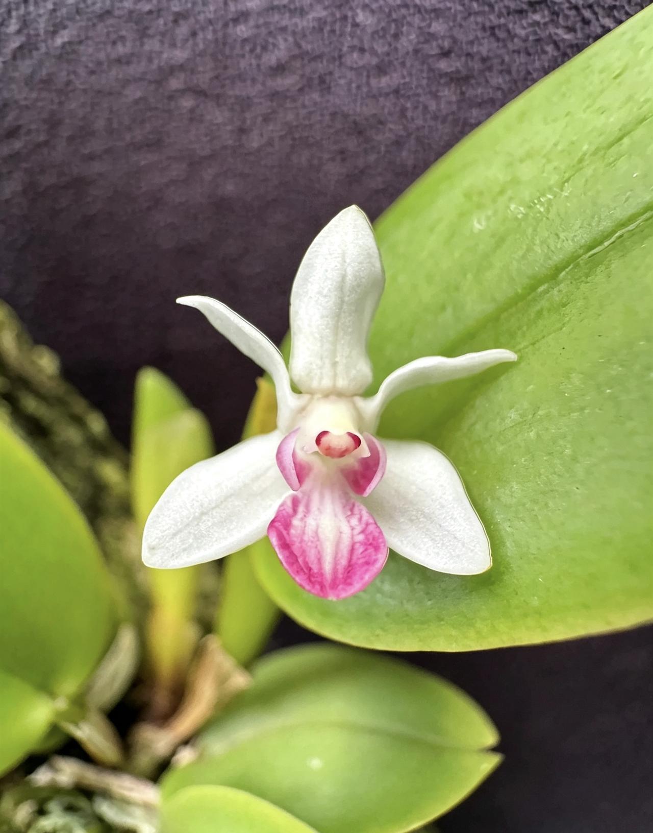 Cadetia collina 丘陵芒石斛
一、基础分类
正式中文名：丘陵芒石斛