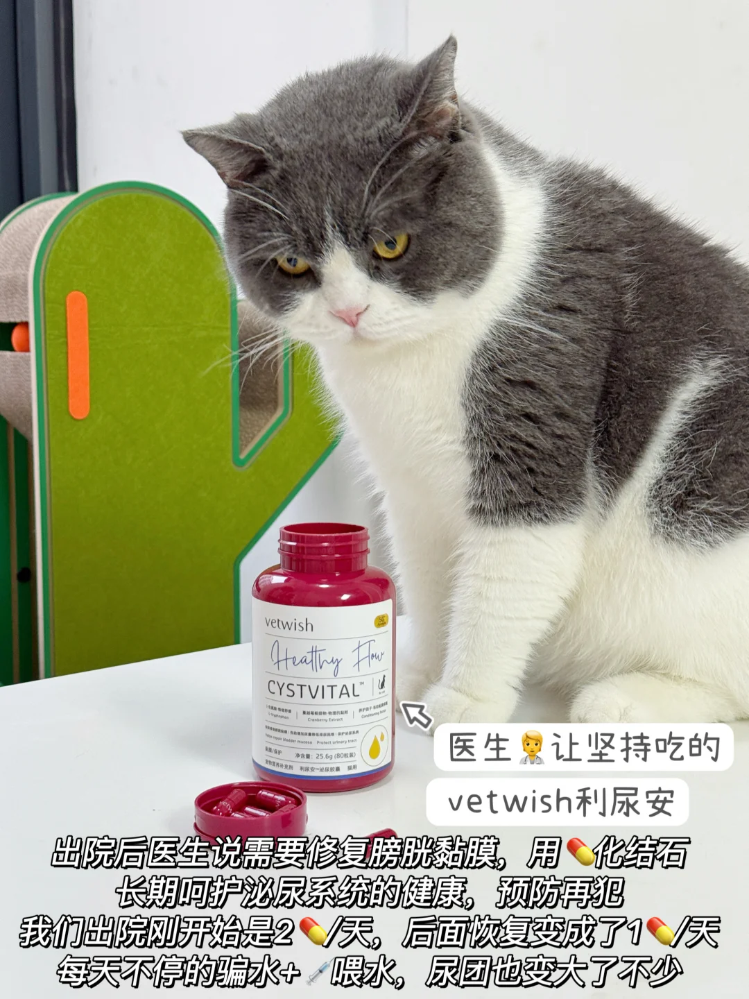 猫咪尿闭6次...不知道怎么办的进❗️