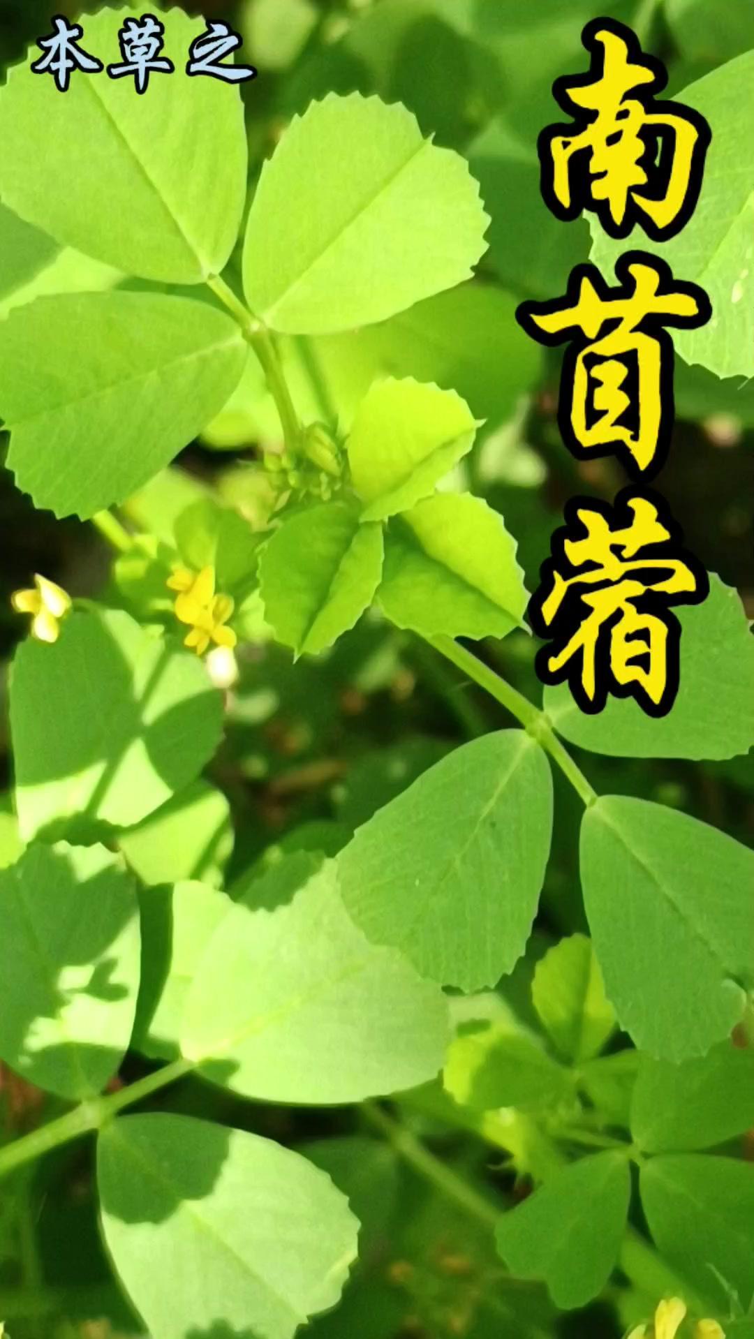 南苜蓿作为豆科苜蓿属的一年生或越年生草本植物，广泛分布于我国长江流域以南。它和北
