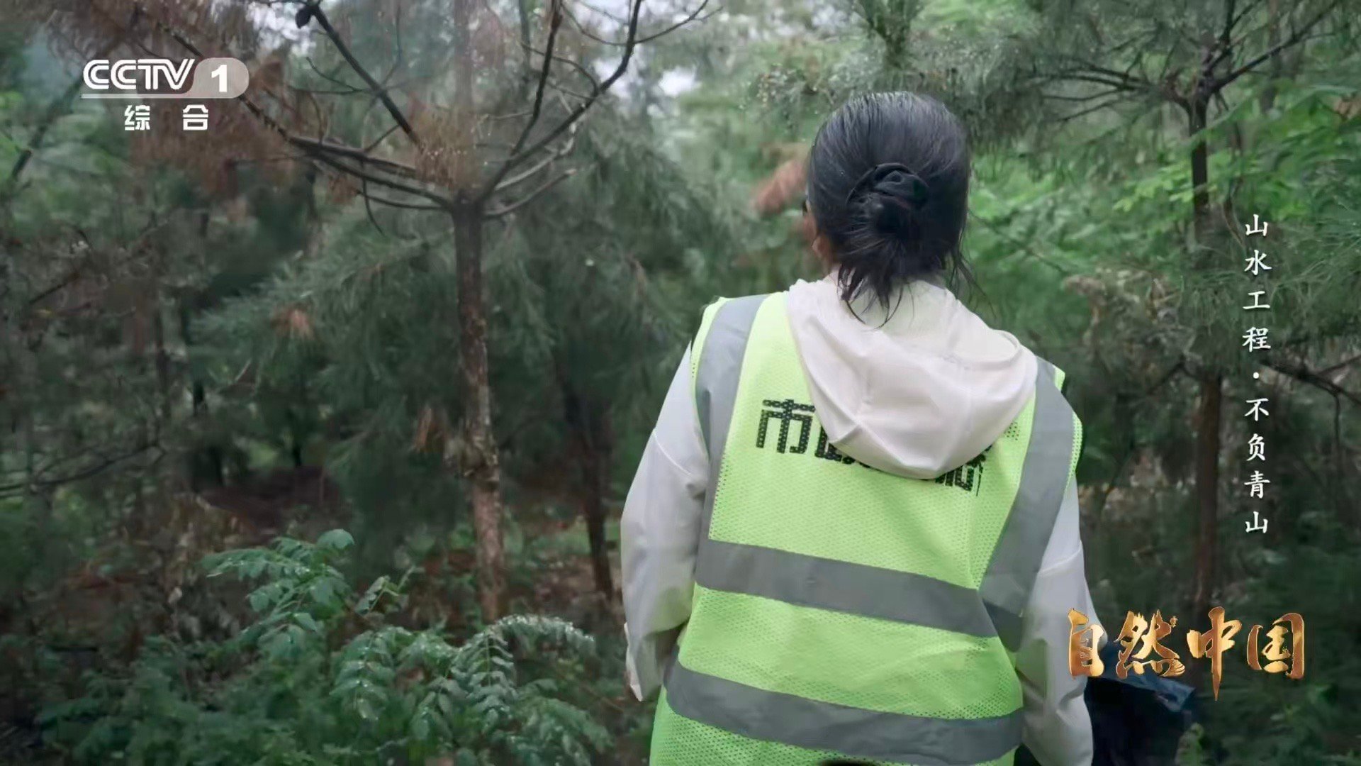 秦岭深处树在天上飞 无人机盘旋如鹰，滑索穿梭似虹，在秦岭的深谷间织就一张“生态输