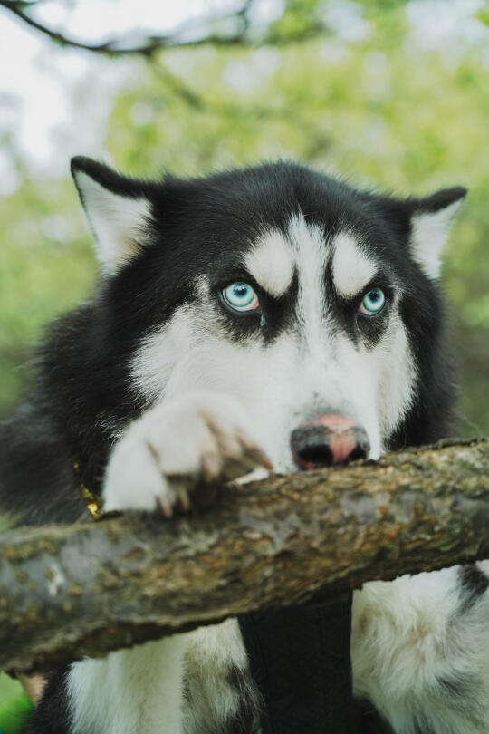 一只怂怂的哈士奇在爬树……