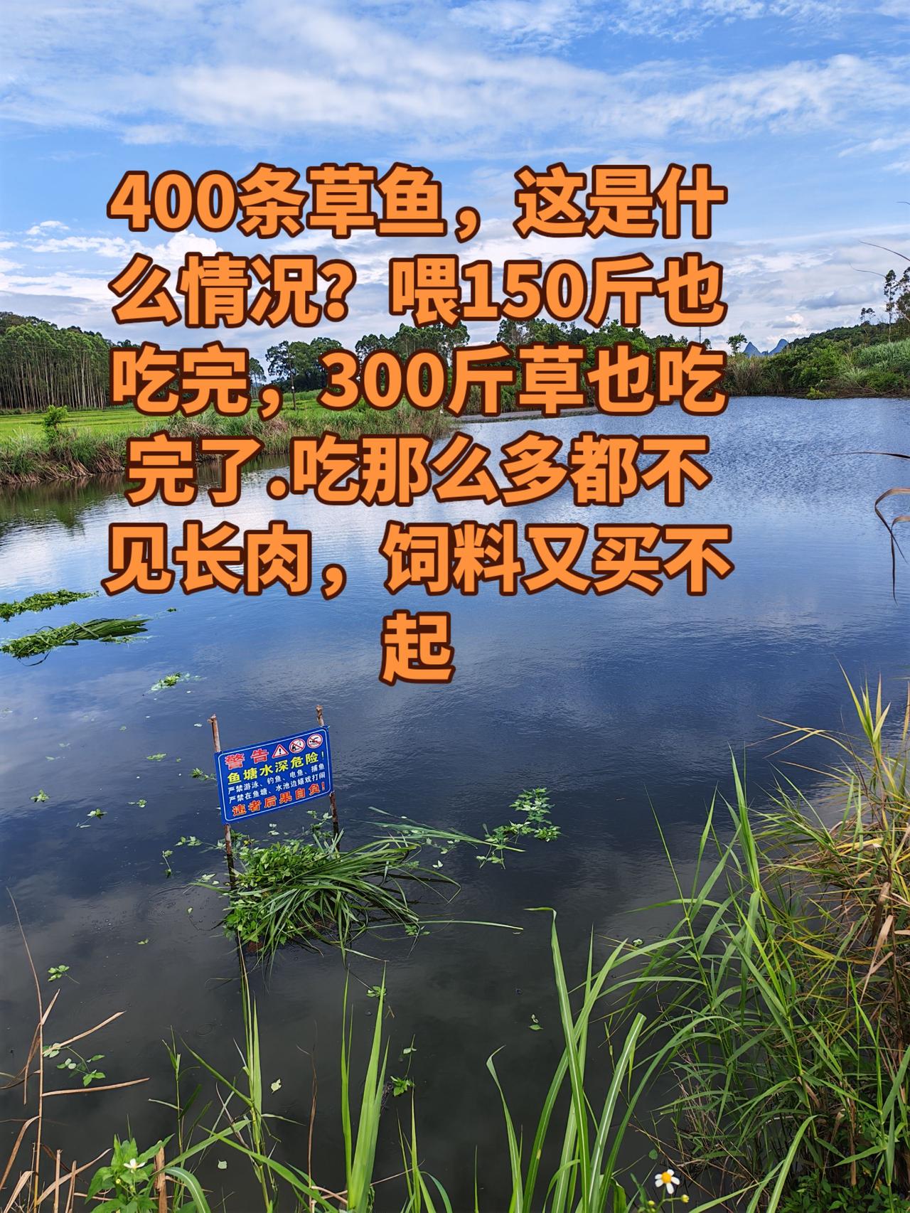 草鱼吃草太厉害了，割草都忙不过来，一天300斤也是吃完养鱼 养鱼日记 三农 生活