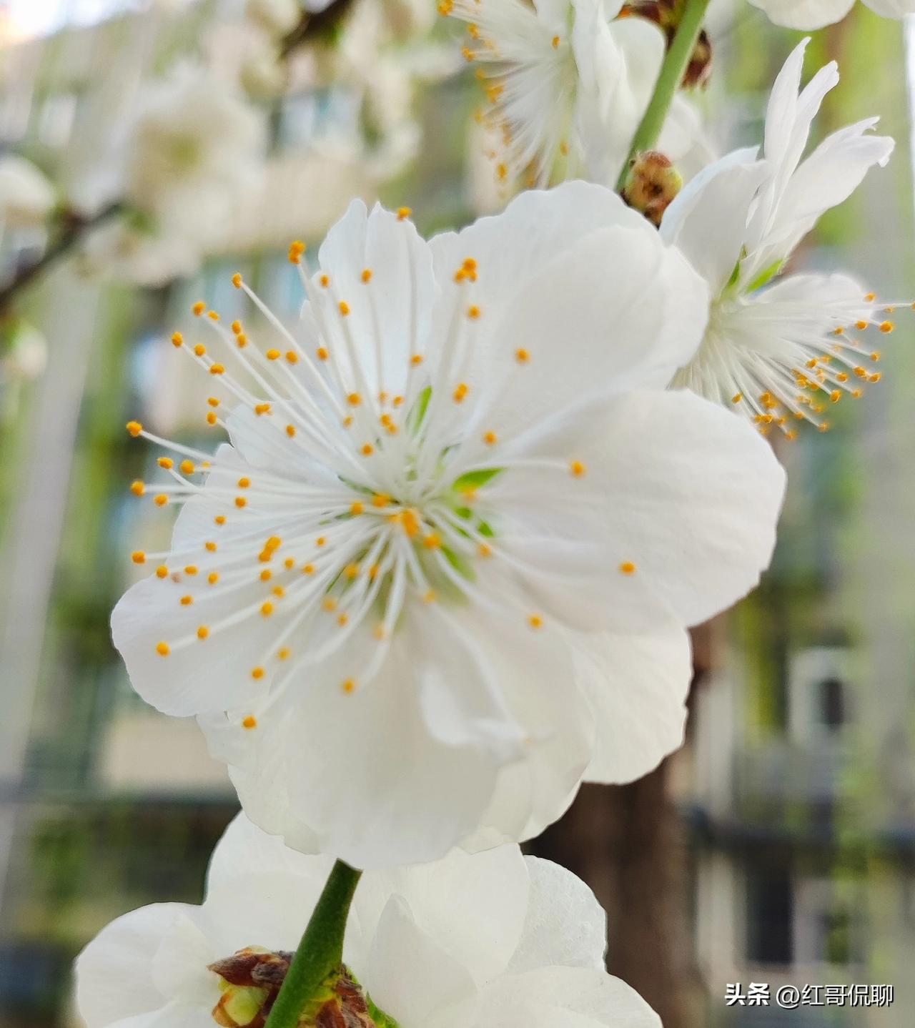 洁白如雪明春风，金蕊点点引人目。