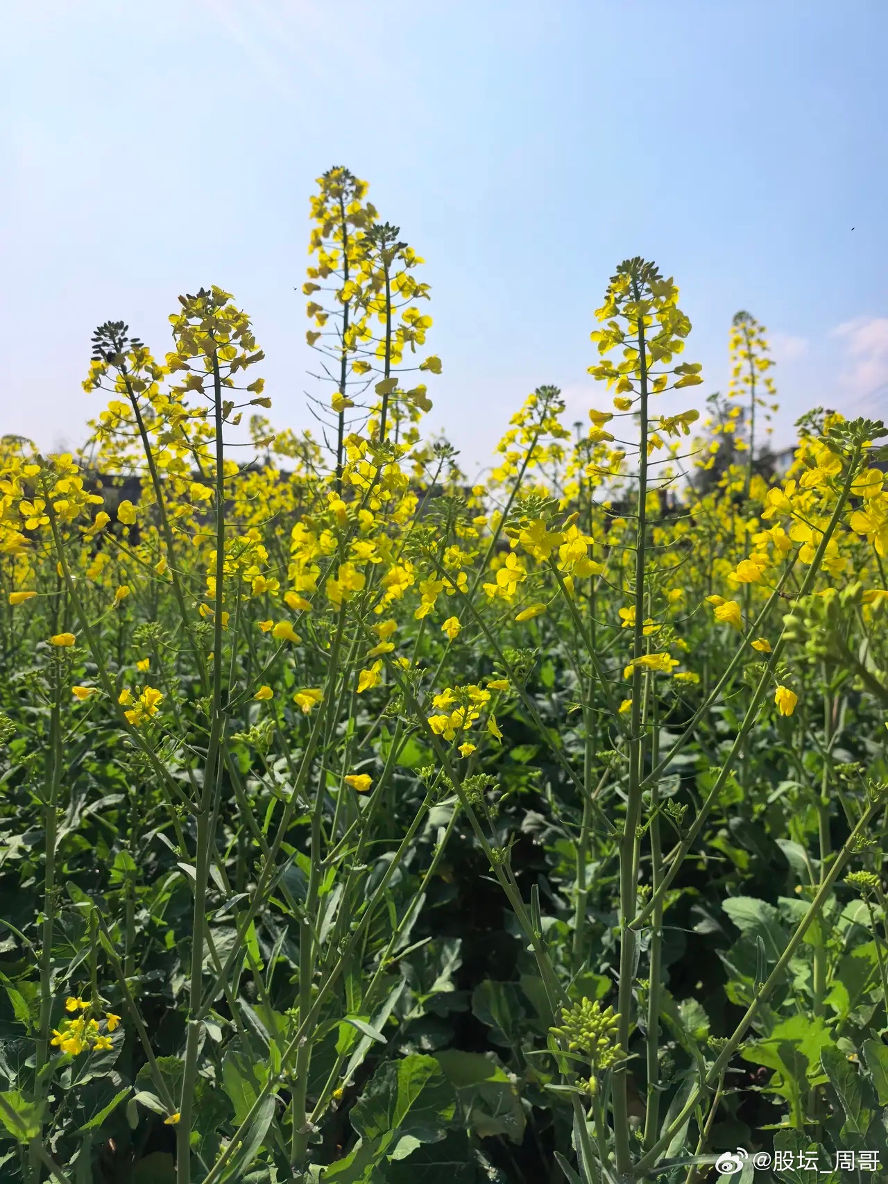 A股市场运行中，每次急跌之后的反弹普涨几乎都是缩量的，因为该卖出的在过去几个交易