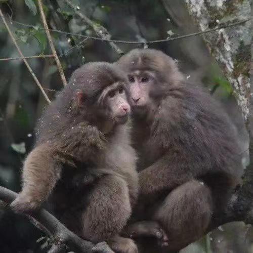 【峨眉山回应游客要求必须看到猴子：已解释，要尊重野生猴群习性】
据九派新闻，近日