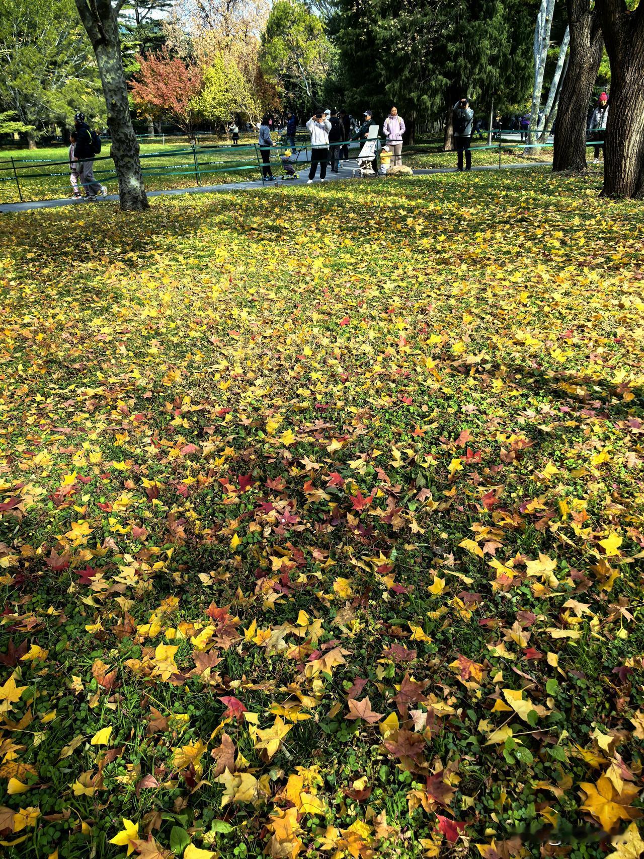 再不去，不仅树上的树叶看不到，地下的树叶也看不到了。