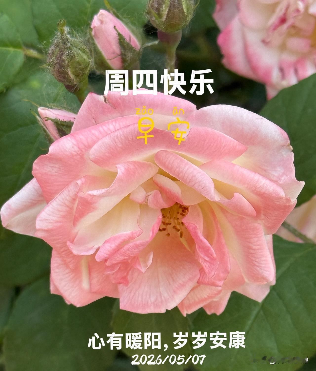 🍎²⁰²⁶/₀₅.₀₈ ᵕ̈周四早安🪷ᵕ̈ 
🍃𝐆𝐨𝐨𝐝 𝐌𝐨