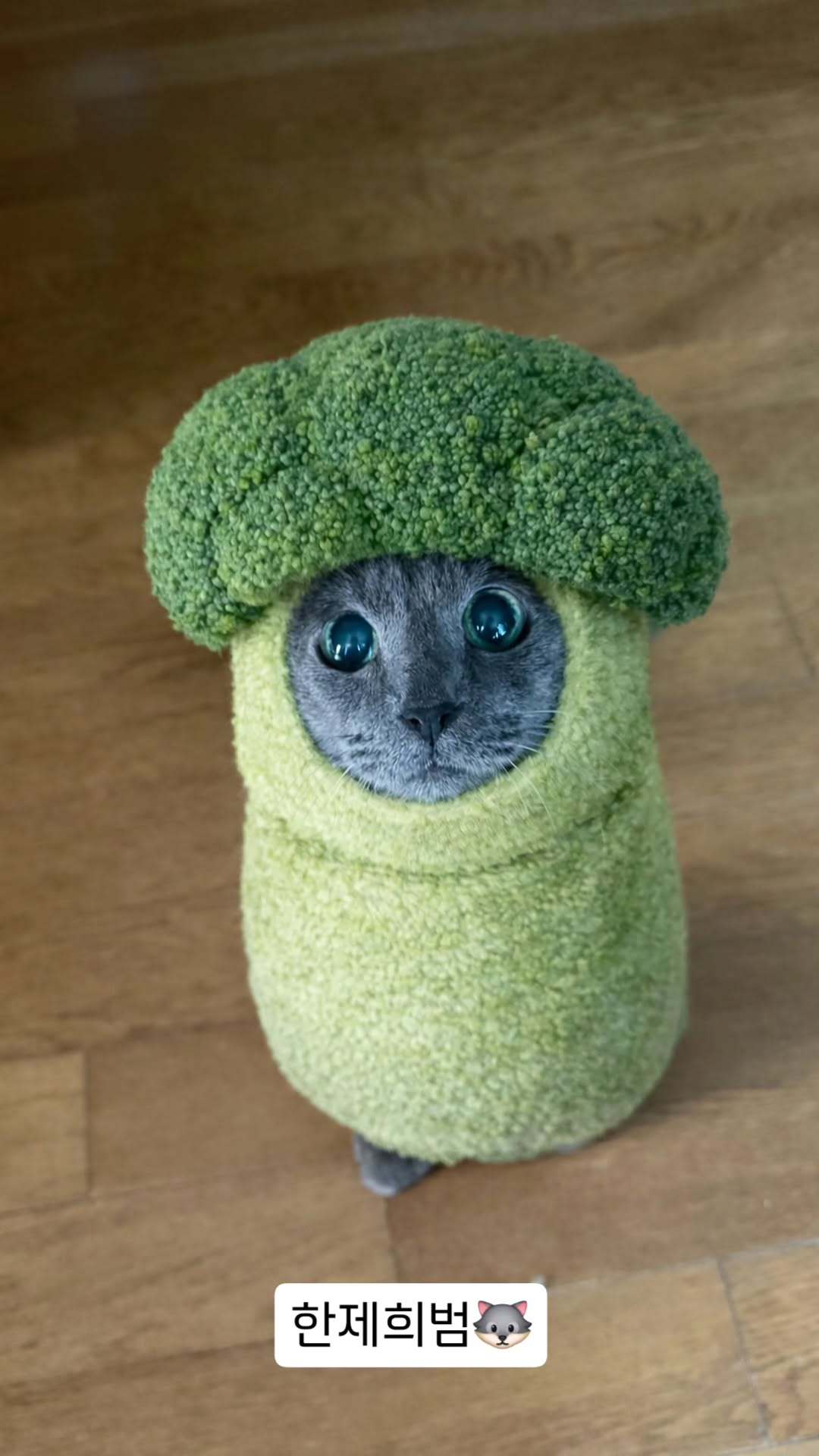 “CB百蓝_。251228金希澈 ins story更新：韩J希范🐺 