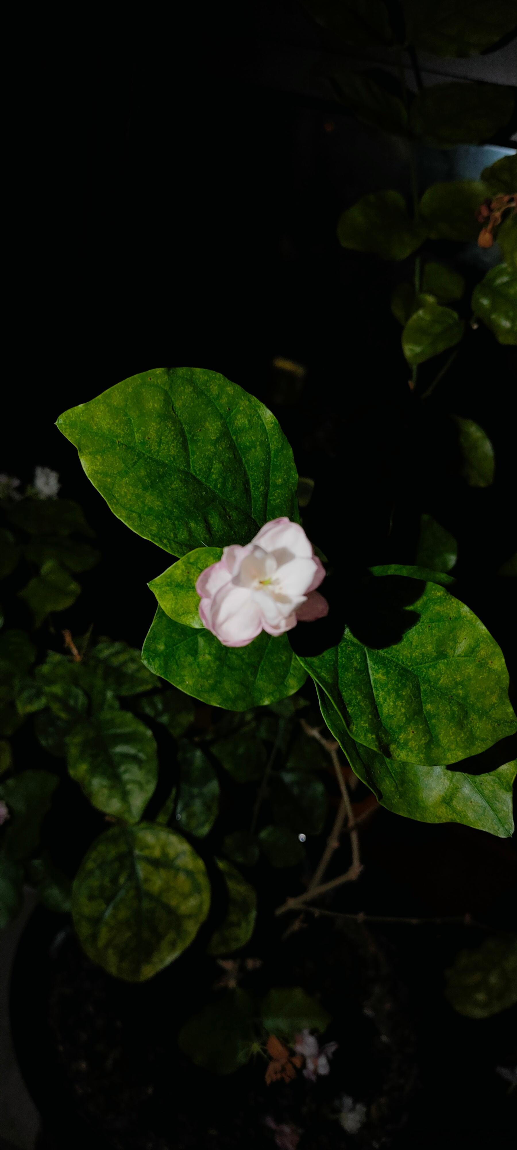 回本溪赶上我爸妈养的茉莉花开了，只一朵就非常非常香。嫂子闻到立马跟我说：这你不得