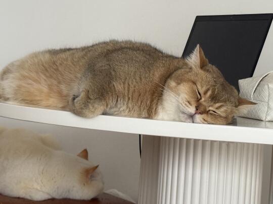 小猪掉毛