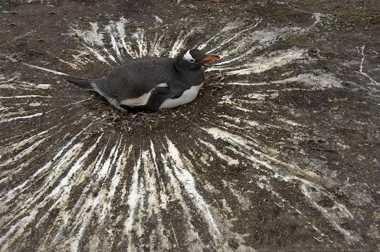 奇怪！南极有1.2亿只企鹅，每天排便量约5000吨，为何还那么干净？
   
南