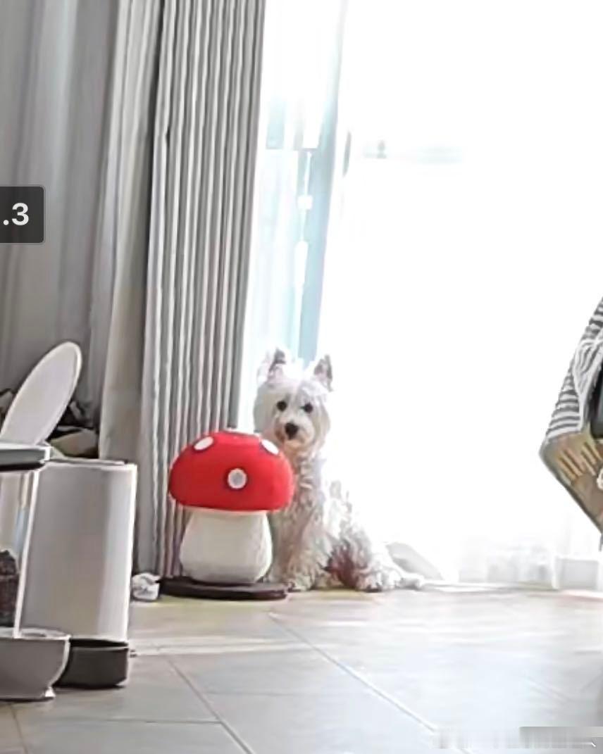 不呆我们小呆就这样对着监控看着妈妈🐶 