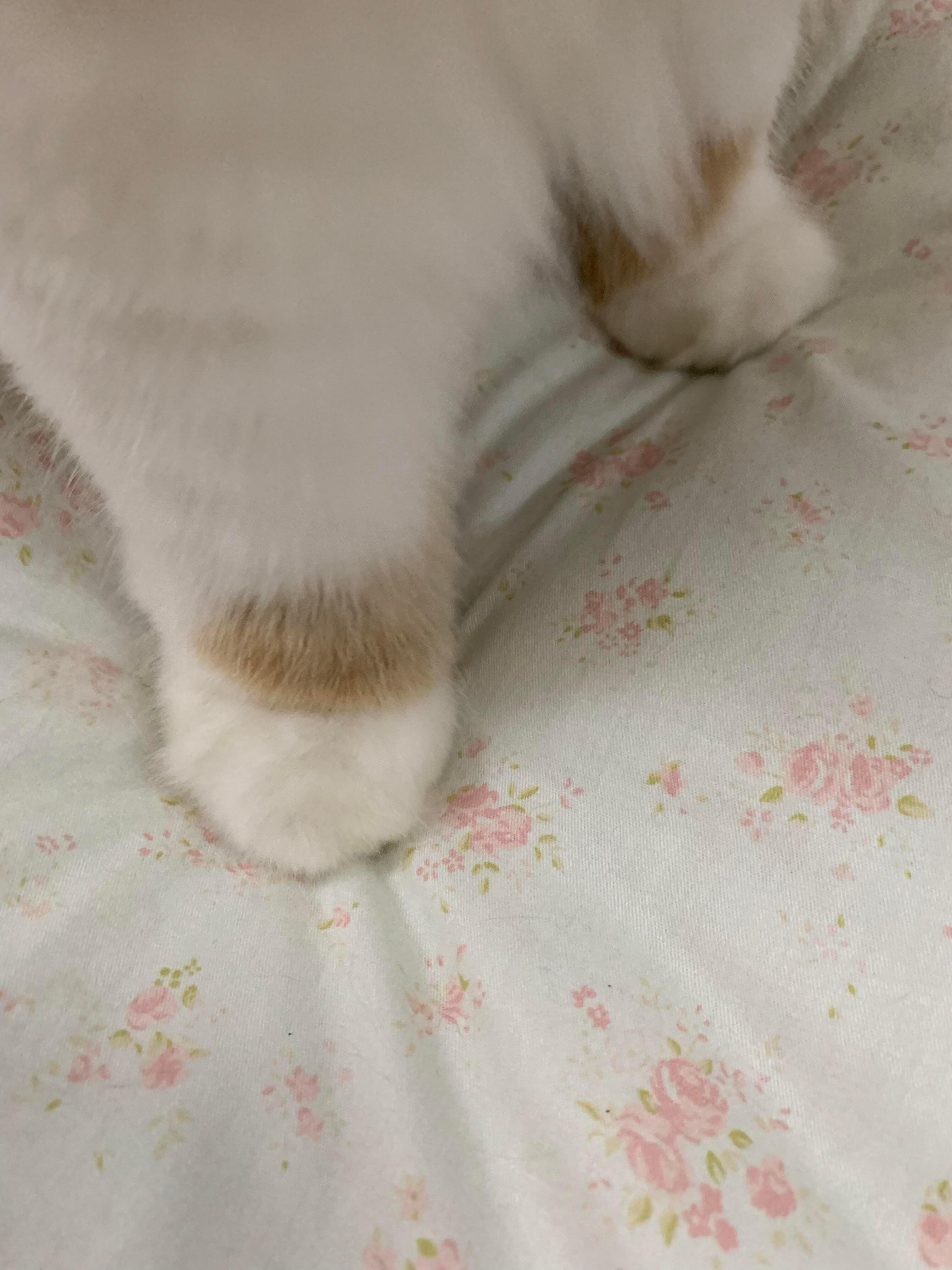 好结实的小爪子🥺（不可食用