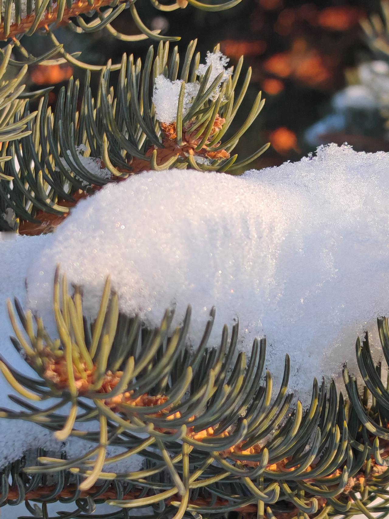 与痛风斗争的历程112
 
   早上起床，天气晴。昨晚上下了半宿的雪，今早起来