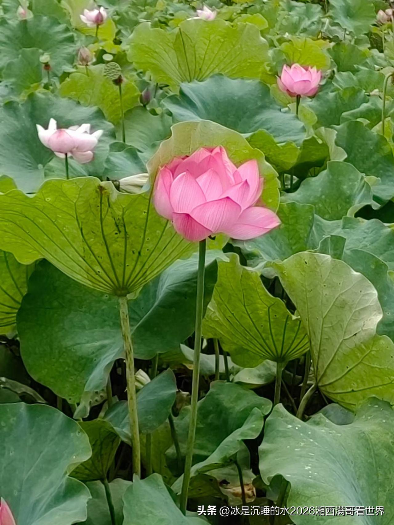 初夏荷塘，小荷才露尖尖角，早有蜻蜓立上头。