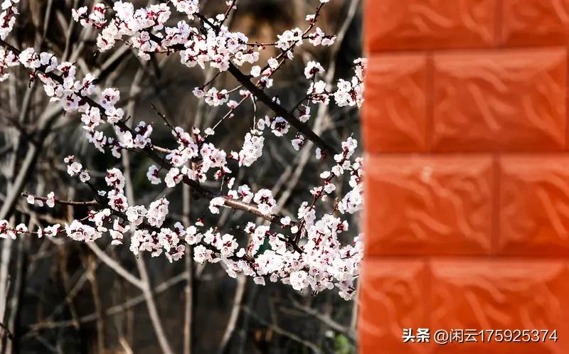 上联:红杏出墙秋气爽，邀君赐下联，白芦舞岸暮潮平。[微风]