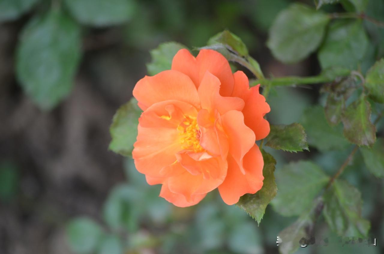 #为什么有人怀念六七十年代的生活？#
我个人觉得那时候生活压力小，邻里之间和睦，