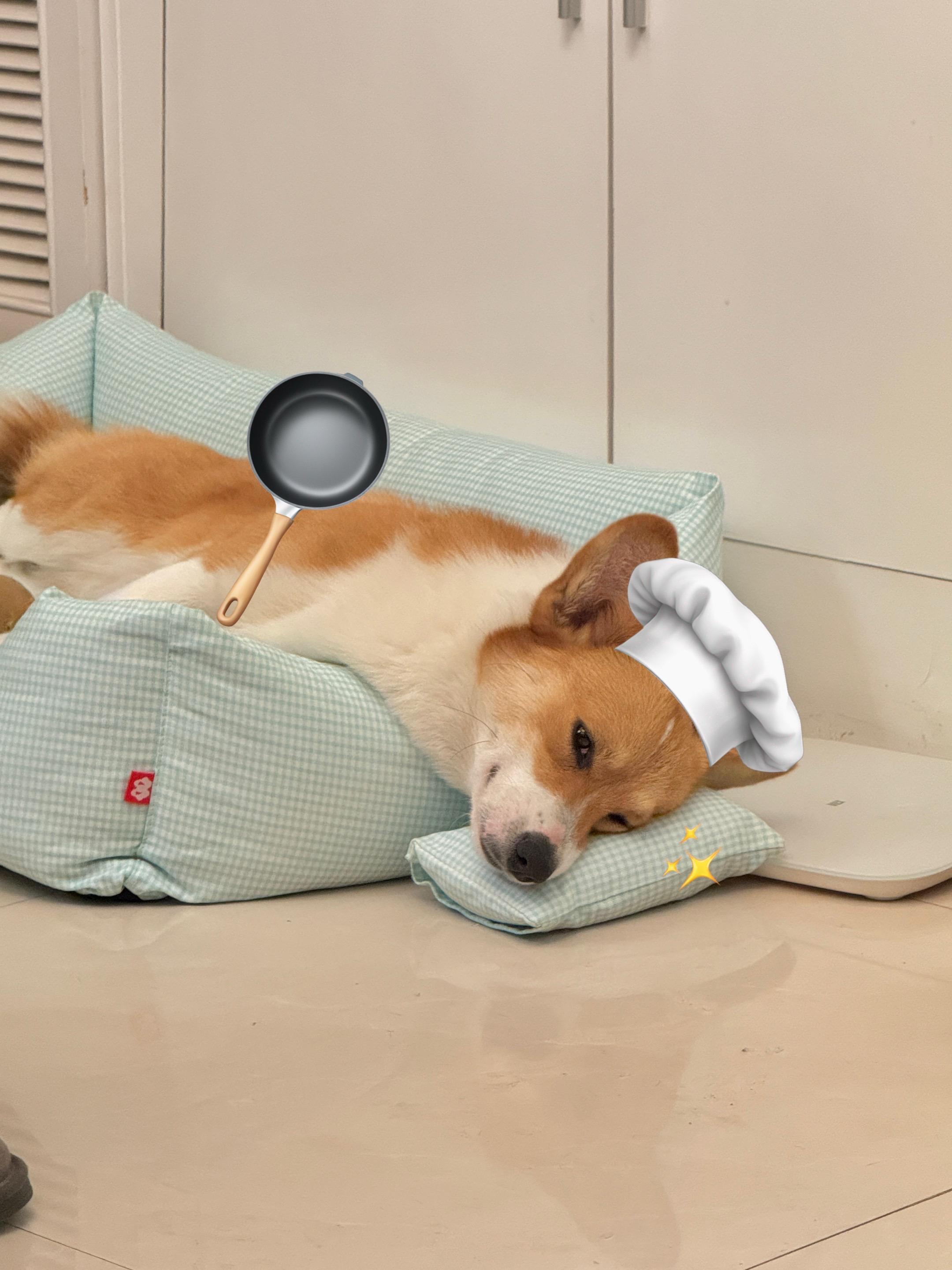 我和狗狗 柯基猪