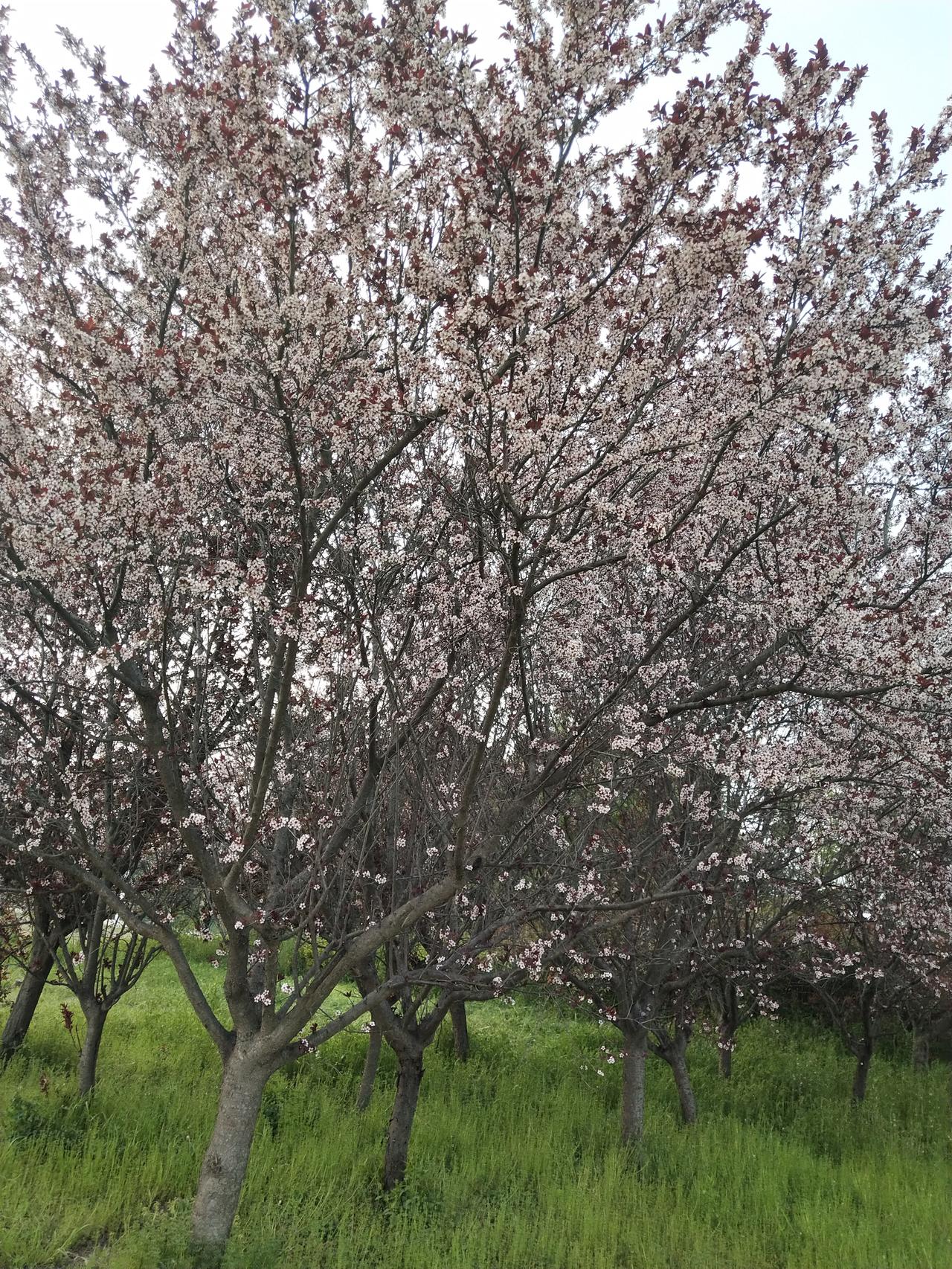 这个月轮到我看护母亲。
今天很开心。
为什么呢？
因为下班回到家后，平常母亲都是