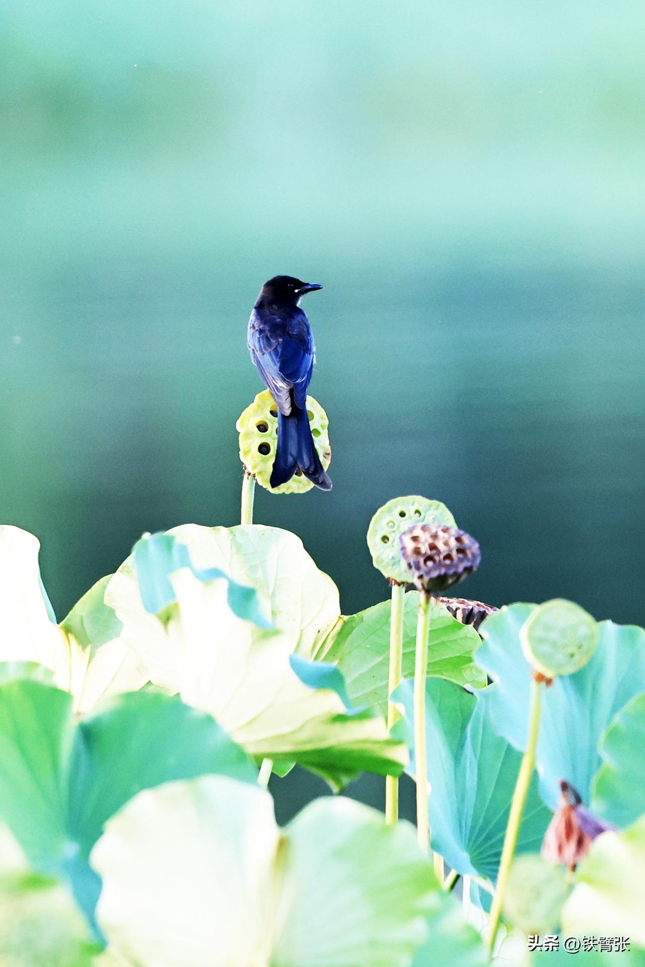 莲花池公园黑卷尾鸟
