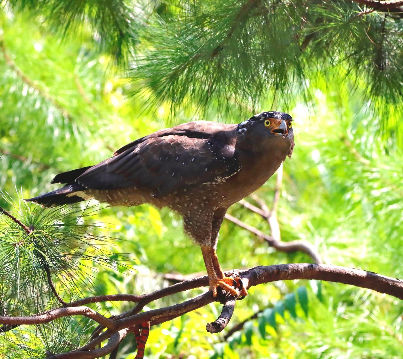 我爱猛禽，蛇雕
