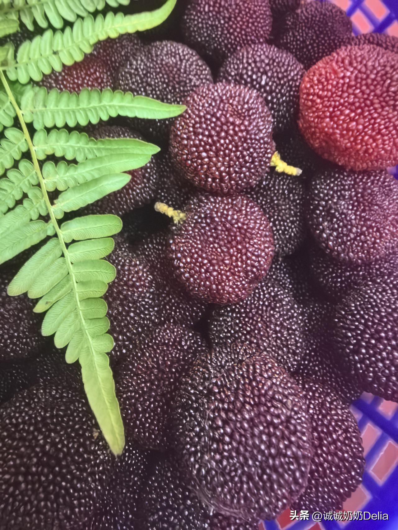 徒弟又送来筐杨梅！
我退休8年了，徒弟还记挂着我，每年给我送杨梅，她爸妈自己种了
