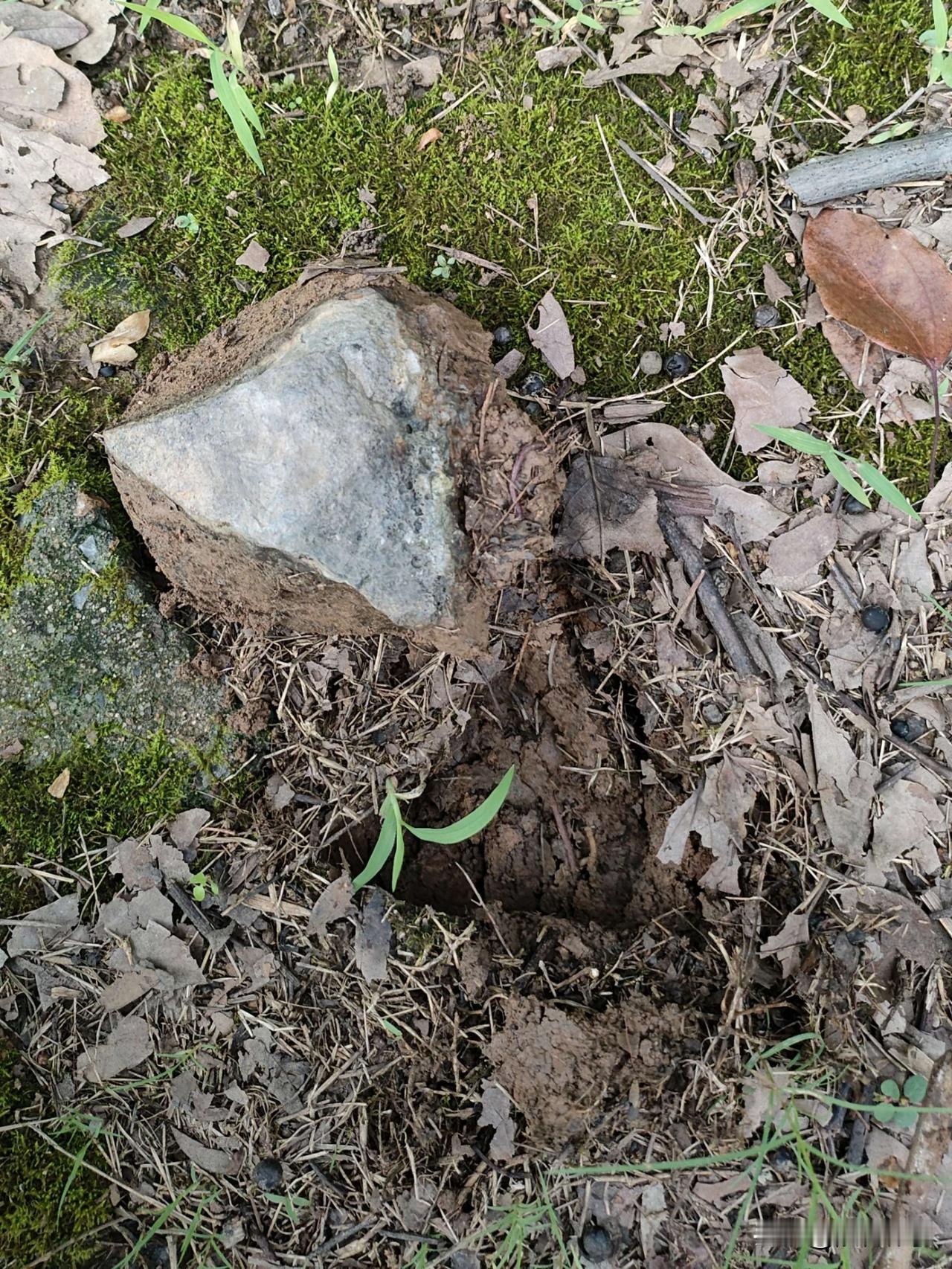 1.原石状态：半块仍裹着湿润原生黄泥，露出的石面质地致密，棱角自然，下方是刚挖掘