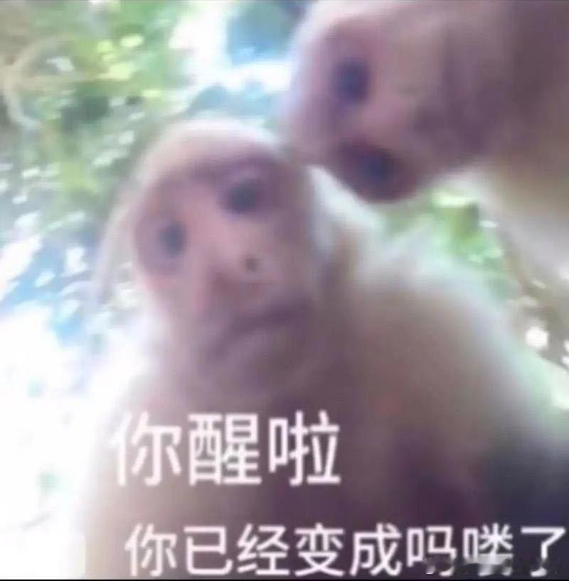 谢可寅你已经变成吗喽了  谢可寅超话头像  谢可寅[超话]  不是？姐？你干啥呢