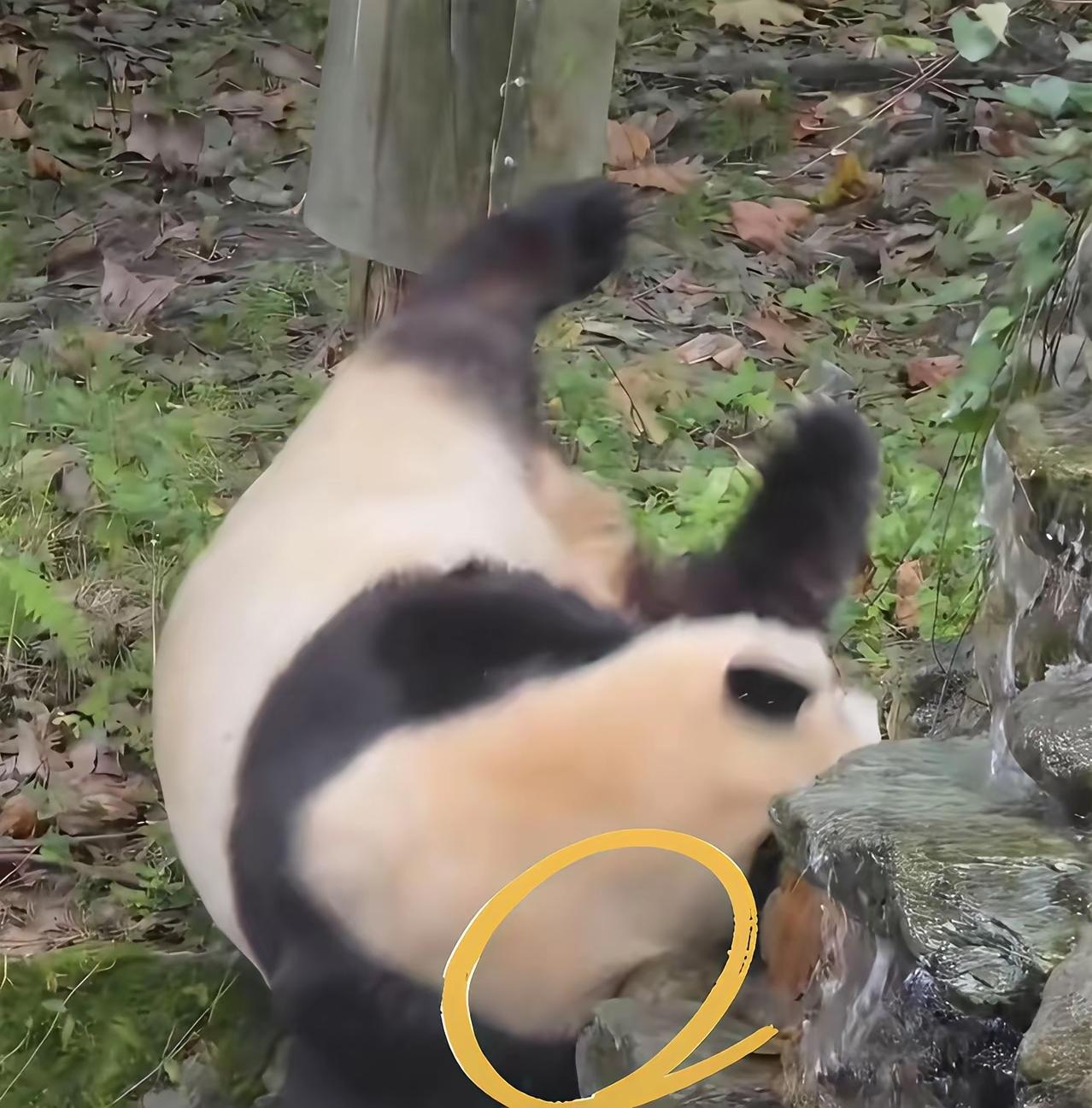 福宝福公主从树上掉下来把头磕在石头上
宝宝当时手忙脚乱懵圈了
不知道伤没伤到脑子