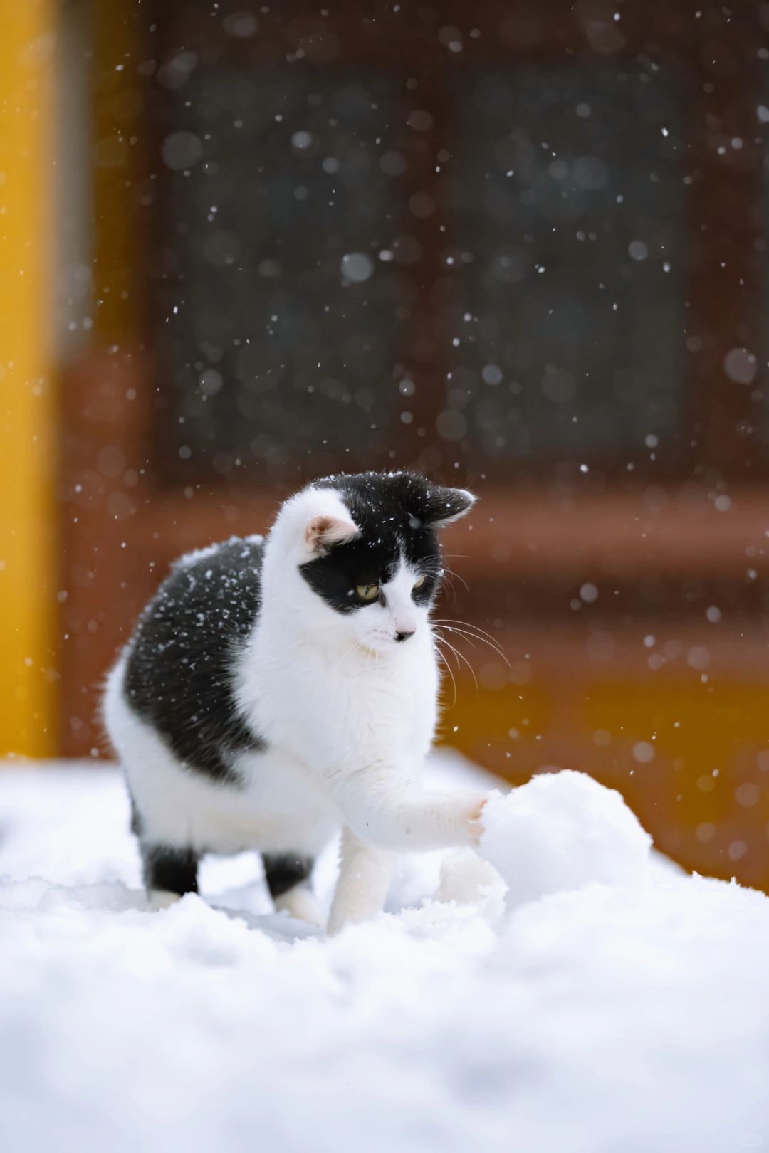 杭州古寺里玩雪的猫猫