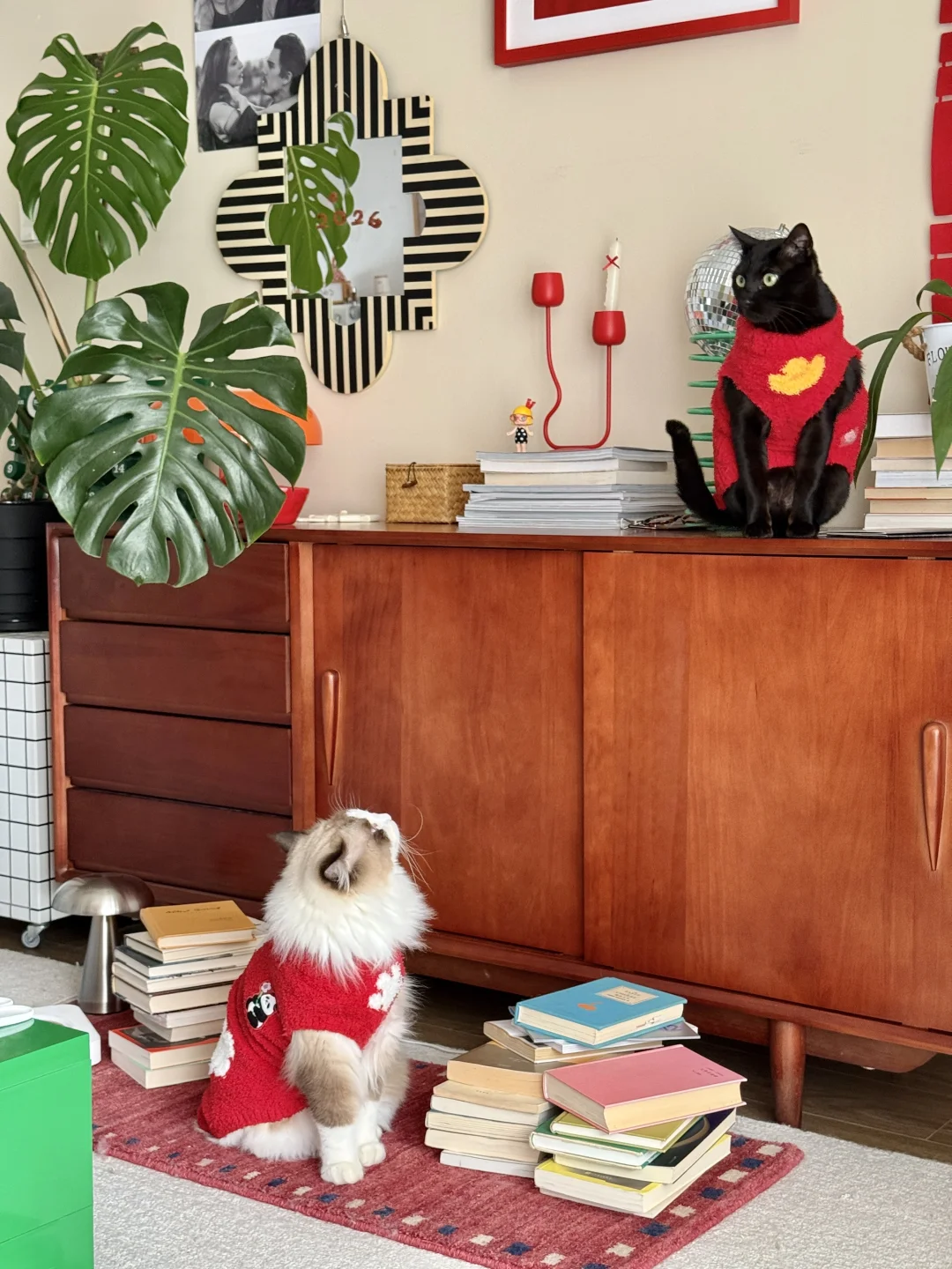 🌼入住一年：》是小猫跟我都满意的家⊹♡