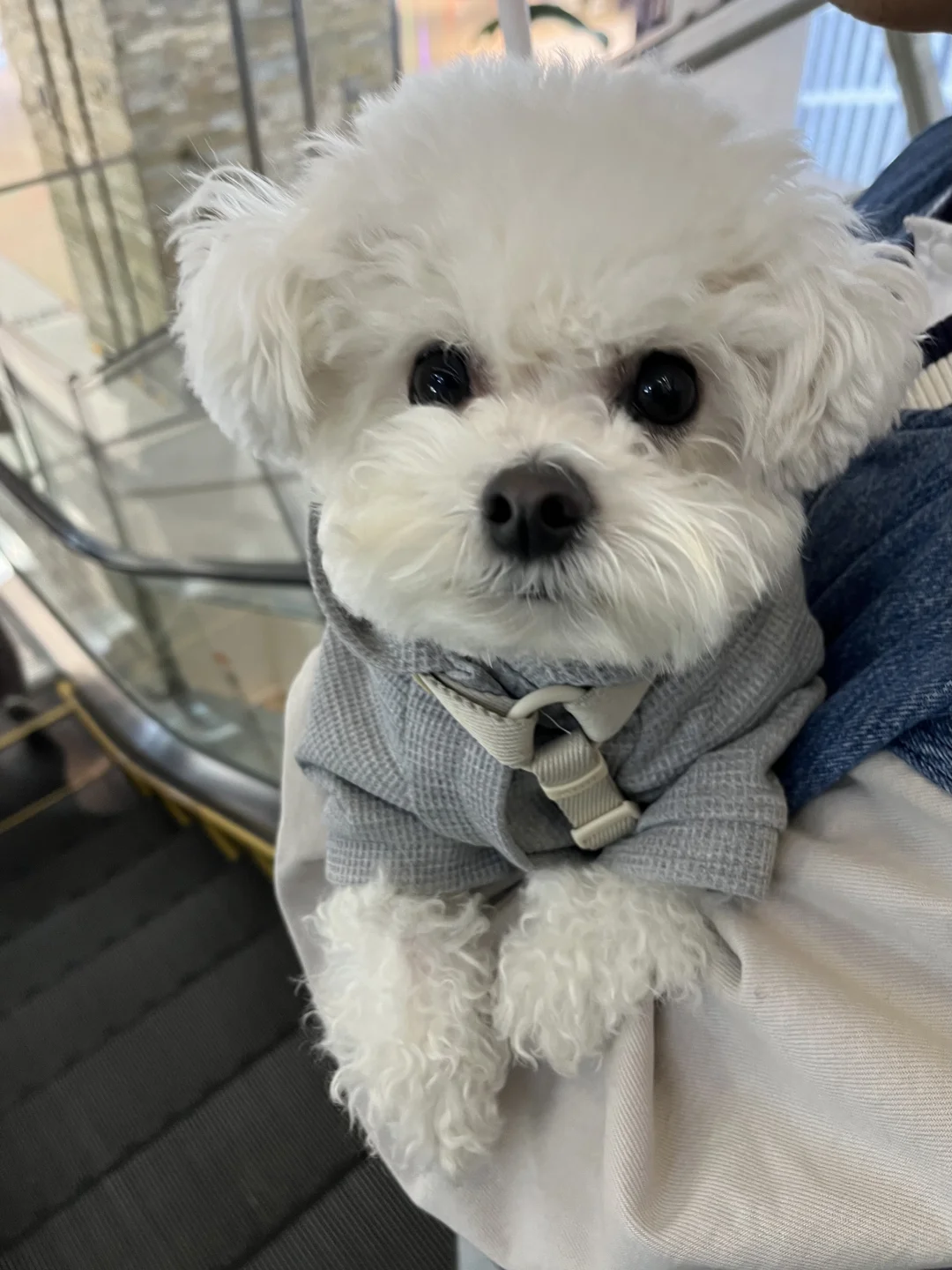逛街狗…