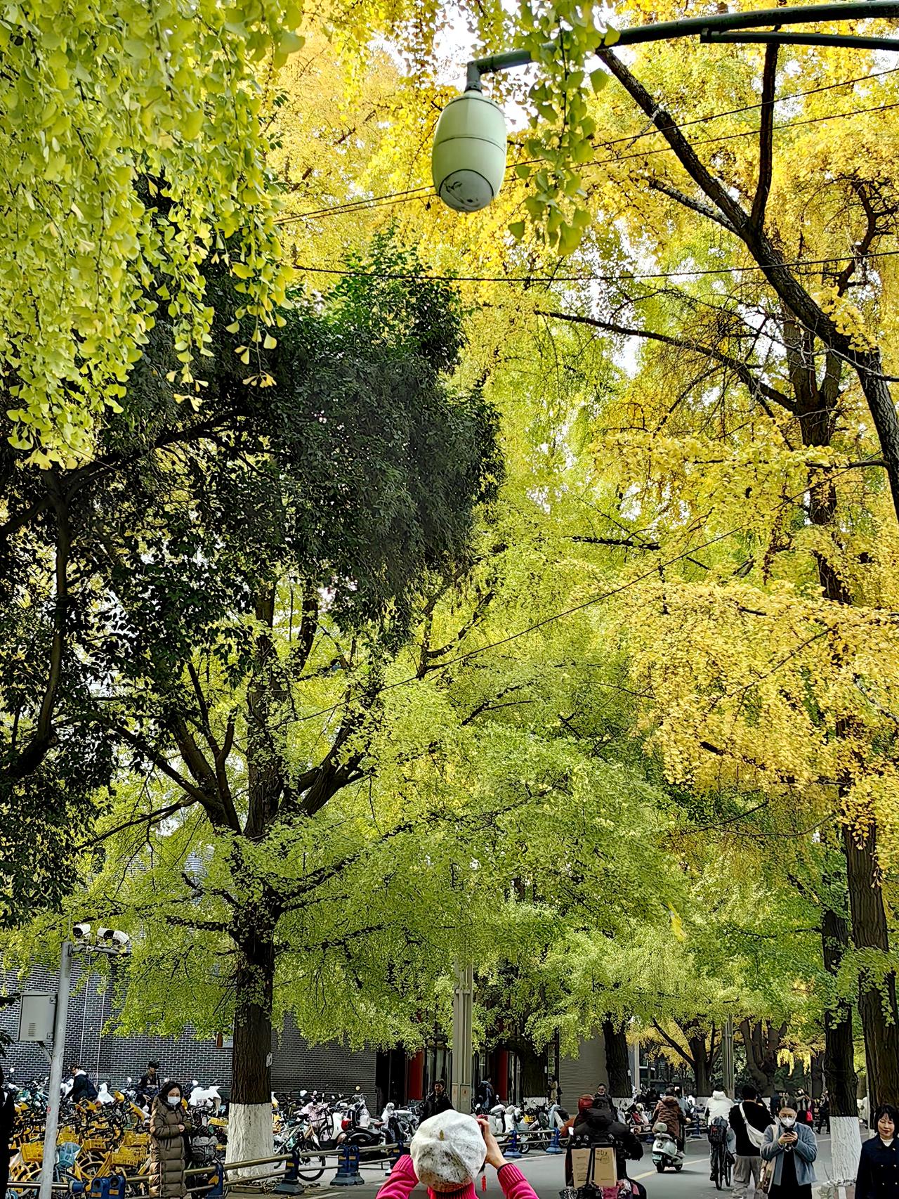 成都华西坝的银杏叶:黄了