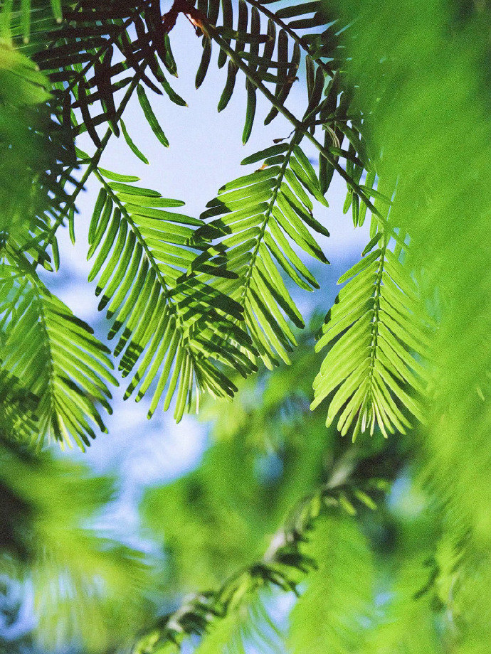“ 满目皆青绿，夏日好温柔 .. ”  