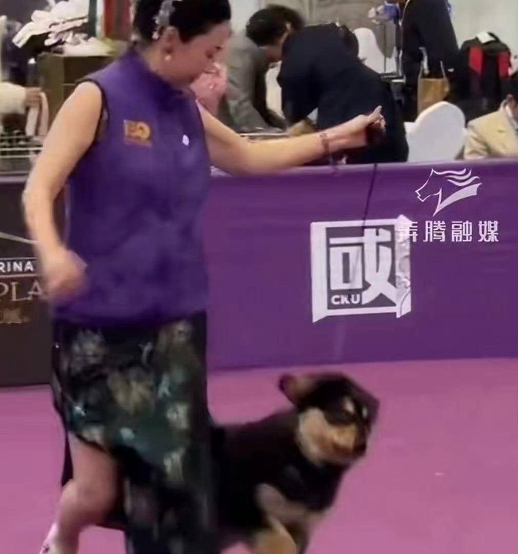 霍思燕的蒙古獒又夺冠了哎呦，这不是我们的笨蛋子狗吗？既然来了，就给科普一下蒙古獒