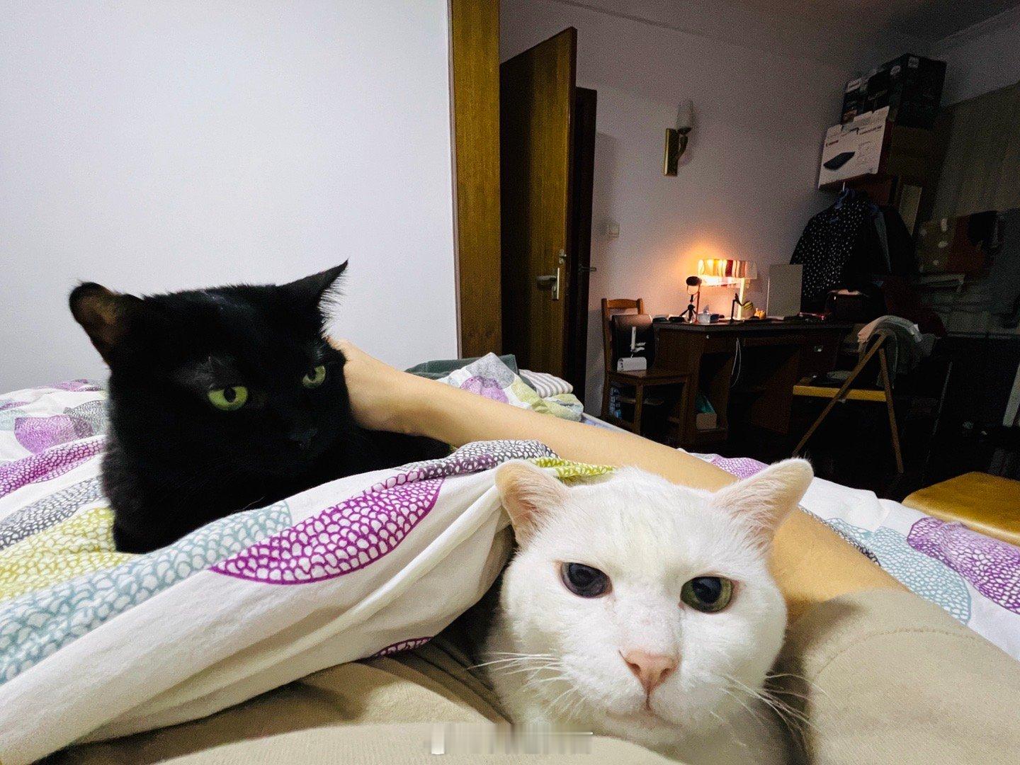 蝦：看我把哥哥打成大白鼠！ ​​​