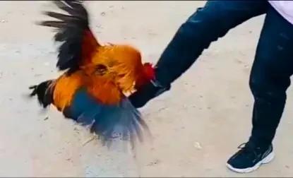 太吓人了！被鸡啄了一下，就住进ICU抢救两个月，有点恐怖哈！我都不敢相信自己的眼