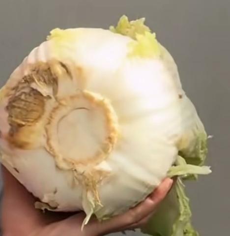 怎么辨别白菜水果有没有甲醛
大众是谈白菜色变，都说以后不吃白菜了，其实真正的现实