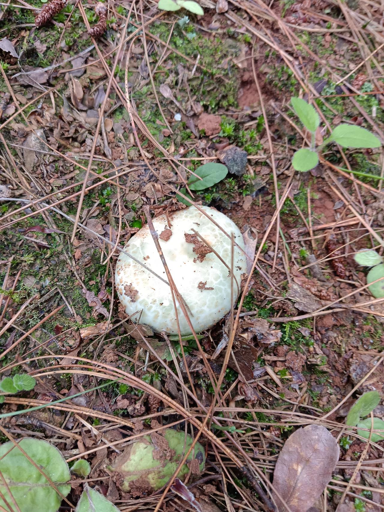 云南的野生菌，你们都吃上了吗？[呲牙]

红的，黄的，绿的，紫的……小时后没发现