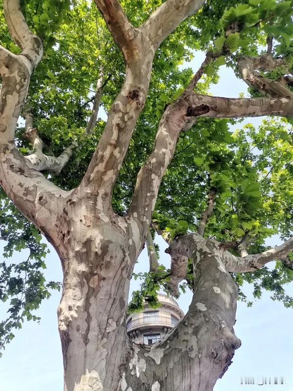 独木不成林，但独木从来不白长

门前那棵梧桐，头两年光秃秃一根杆，拼命往上蹿，谁